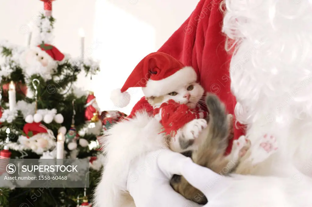 Santa Claus, cat, Nikolausmütze, holding, truncated  Christmas, , Bescherung, gift, Christmas gift, surprise, animal, animal, cats, kittens, house cat...