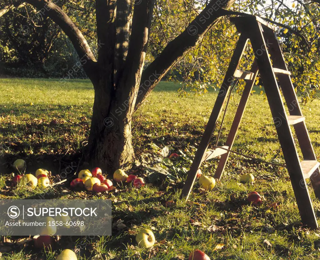 Meadow, apple tree, detail, leaders,  Apples  Harvest, apple harvest, tree, log, fruits, fruit, ripe, red, green, windfall, harvests, fruit harvest, f...