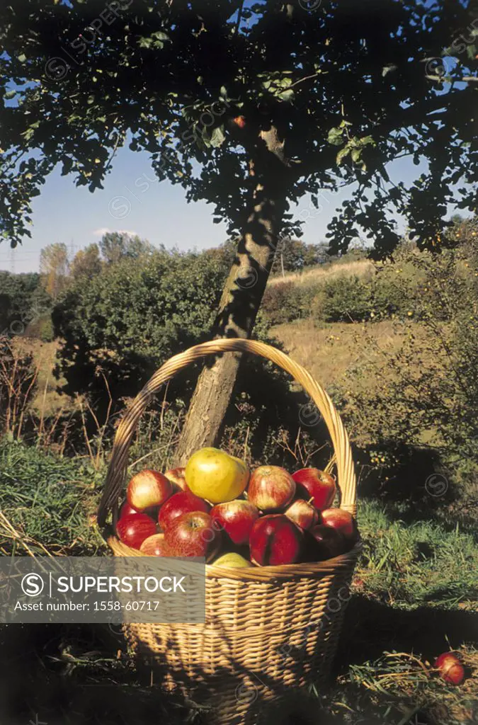 Meadow, apple tree, detail, basket,  Apples  Harvest, apple harvest, tree, log, fruits, fruit, ripe, red, green, harvests, fruit harvest, fruit tree m...