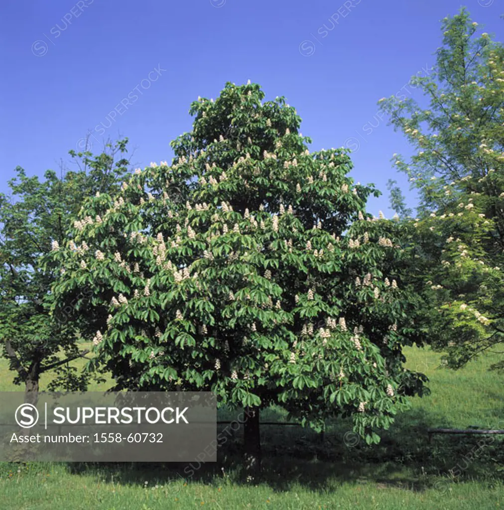 Meadow, mean horse chestnut, Aesculus hippocastanum, spring Tree of the year 2005 Plant, tree, Spanish chestnut tree, steed Spanish chestnut tree,  Ch...