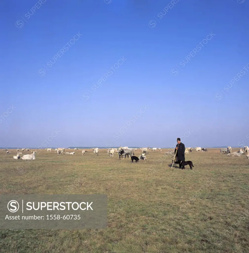 Hungary, Hortobagy-Puszta, meadow, Gray cows, shepherd, dogs Biotope of the year 2005 Europe, Puszta, savanna, reservation, Hortobagy, grassland, past...