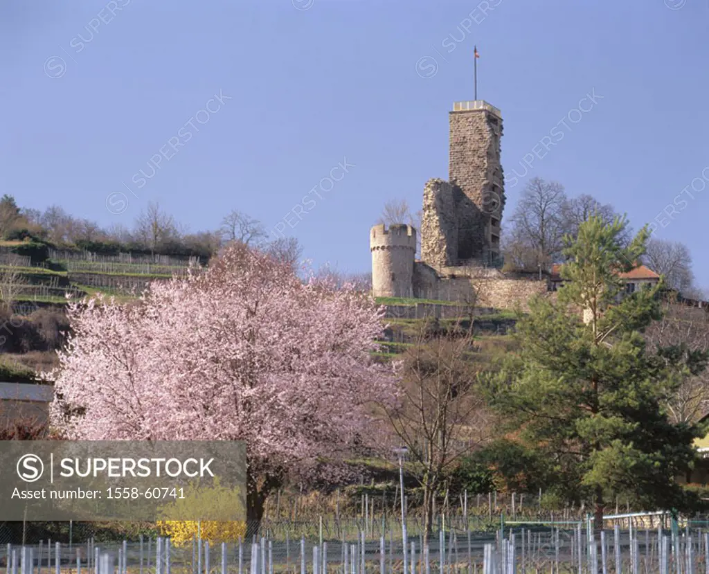 Germany, palatinate, Wachenheim,  Wachtenburg, almond tree, bloom  Europe, Central Europe, Rhineland-Palatinate, place, place, sight, castle, ruin, ca...