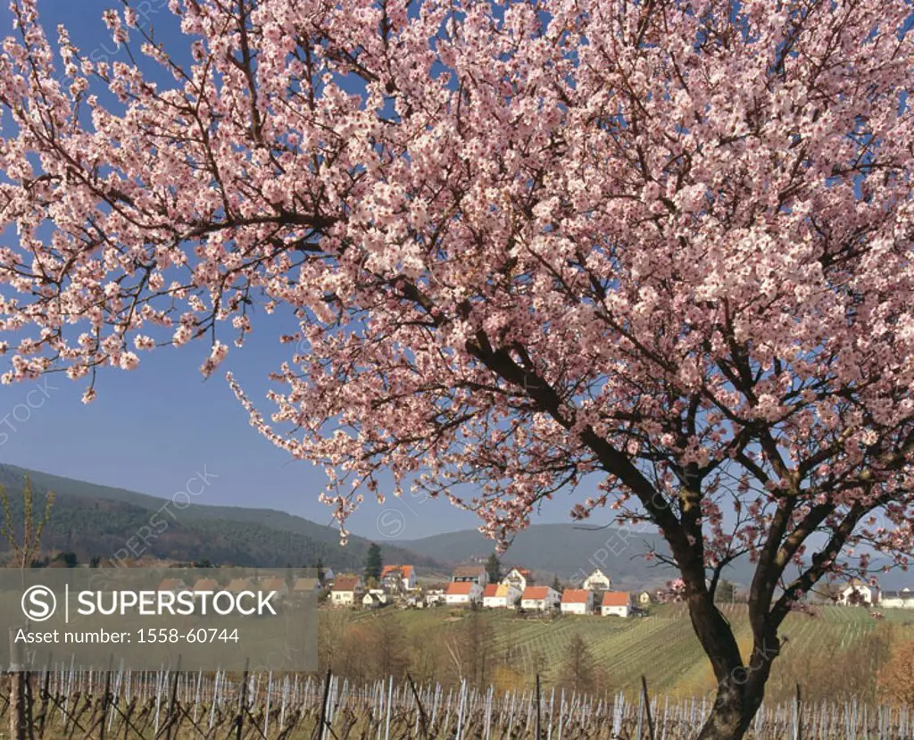 Germany, palatinate, Gimeldingen,  Is in store wine-growing, almond tree,  Detail Europe, Central Europe, Rhineland-Palatinate, place, place, tree, al...
