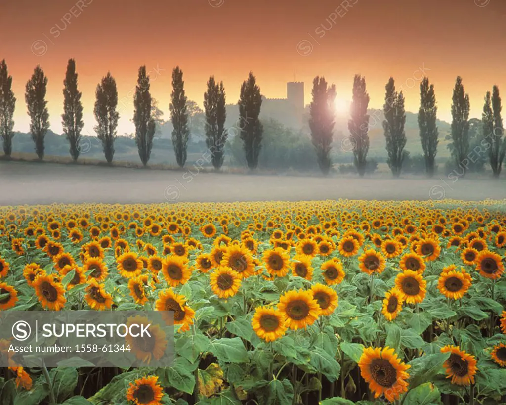 Great Britain, England, Leicestershire,  Breedon-on-the-hill, church, trees,  Back light, sunflower field M Composing, Europe, county, place, place,...