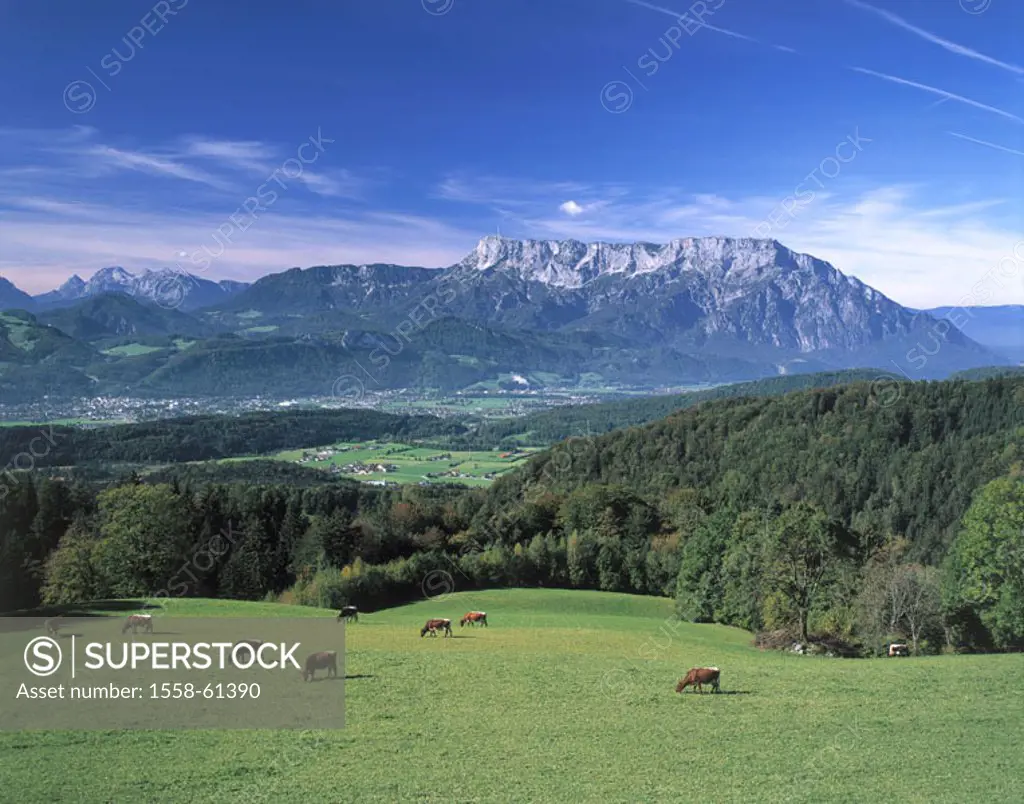 Austria, country Salzburg, Krispl,  Alm, cows,  Europe, Central Europe, community, landscape, outlook, gaze Untersberg mountains mountains Almwiese me...