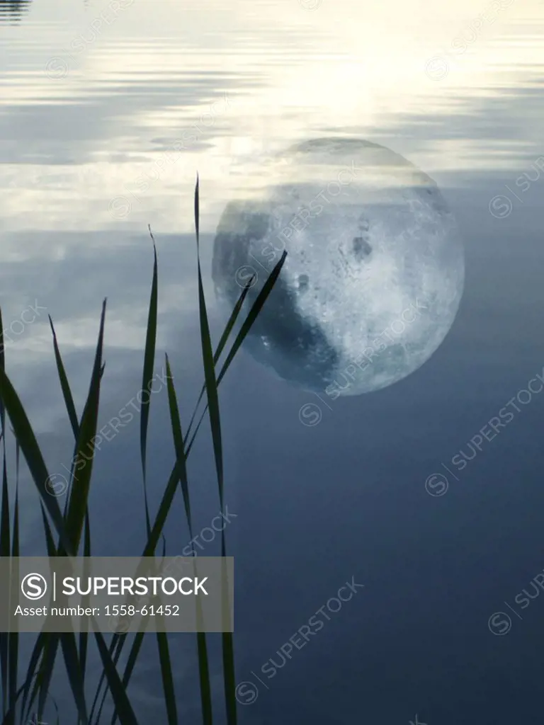 Sea, reed, water surface,  Reflection, full moon,   Waters, river, water, grasses, reed, reeds, stalks, moon, heavenly bodies, moonlight, Full moon ni...