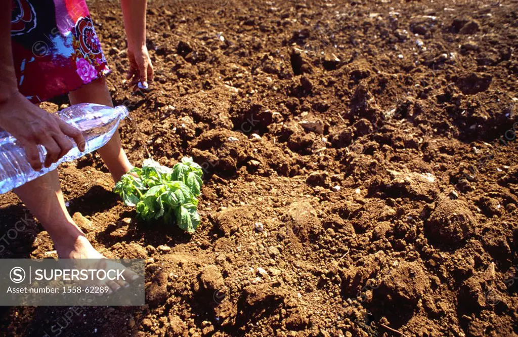 Earth, plant, woman, Wasserflasche,, pours, detail   Field, vegetable bed, topsoil, topsoil, drily, dried up, vegetables grow gardener, vegetable plan...