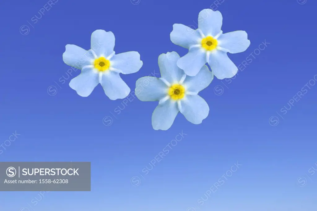 Composing, heaven, blue, blooms, white   Series, swamp forget-me-nots, Myosotis palustris, Vergissmeinnicht-Blüten, forget-me-nots, Sumpf-Vergissmeinn...