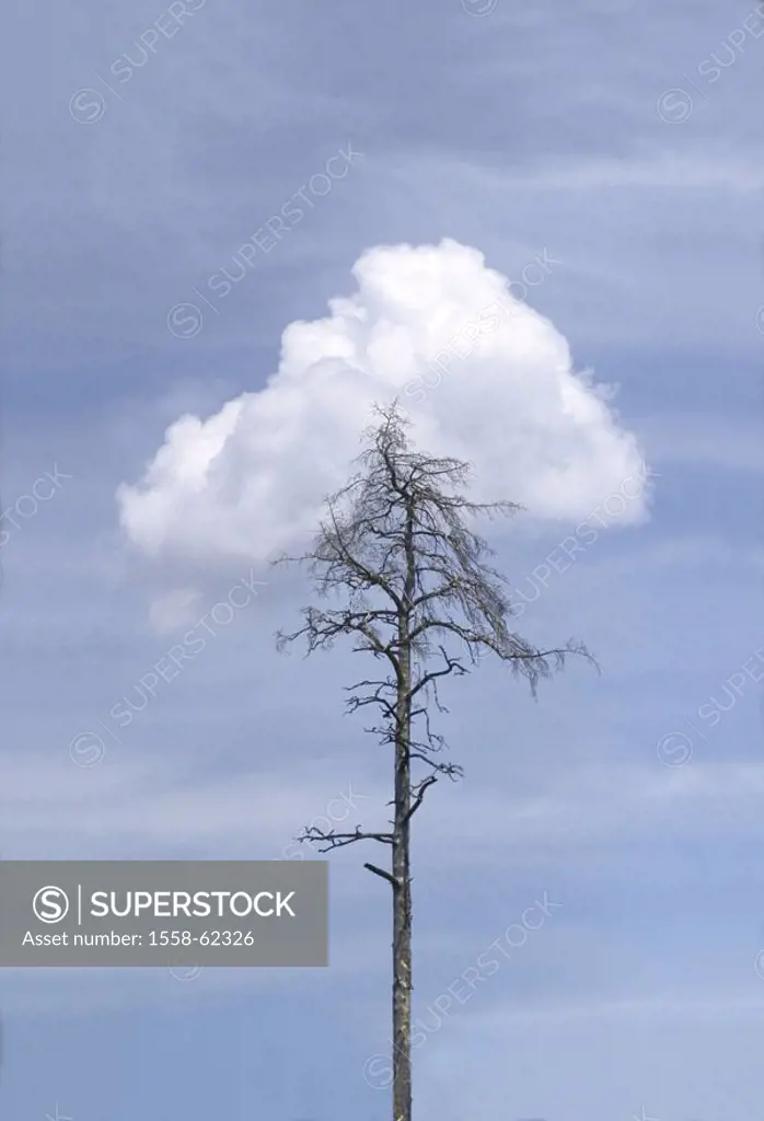 Tree, perished, heaven, cloud   Nature, plant, jaw, dead, Baumsterben, cumulus, proximity, stopped, stuck, contrast, heavenly, earthly, earth, connect...