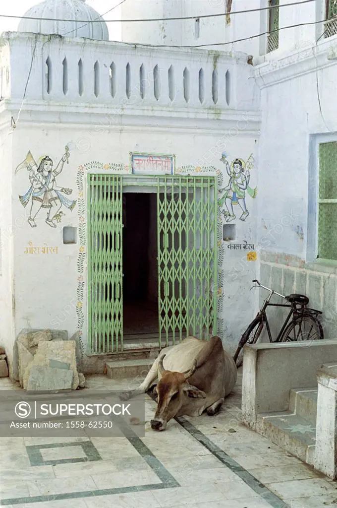 India, Pushkar, entrance,  Cow, lie  Asia, South Asia, place of pilgrimage, house, buildings, Entrance, door, animal, mammal, usefulness animal, house...