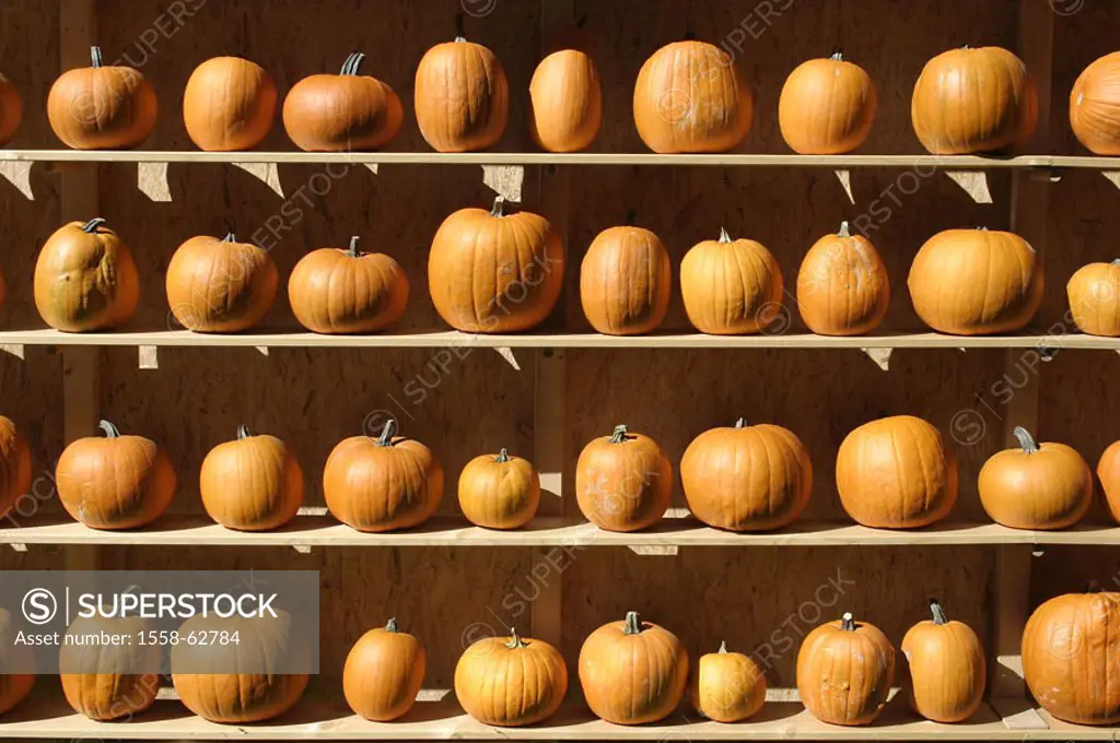 Shelves, winter squashes, storage   Wood shelves, pumpkin plants, food pumpkin, pumpkin, Cucurbita spec., Fruits, vegetables, field fruits, culture pl...
