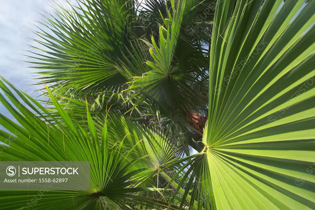 Palm, detail, abandoned, green,   Palms, plants,  Vegetation, plants, green plant, tropical, fan palm, palm abandoned, diversified, like a fan, subjec...