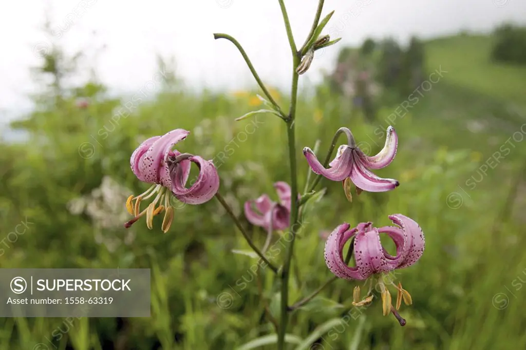 Meadow, tiger lily, Lilium martagon,  Detail, blooms, pink  Nature, botany, vegetation, flora, plant world, plant, flower, lily type, lily, Turk assoc...