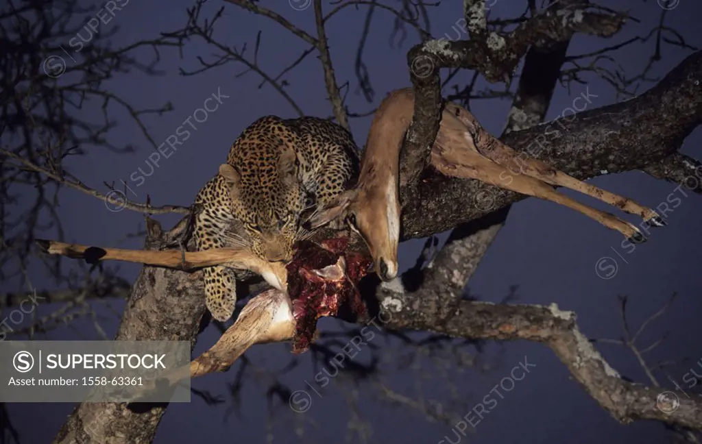 South Africa, Krüger-Nationalpark, leopard,  Panthera pardus, tree, branch, loot, Impala, eat, evening Africa, Sabi Sabi, Krüger Nationalpark park, na...