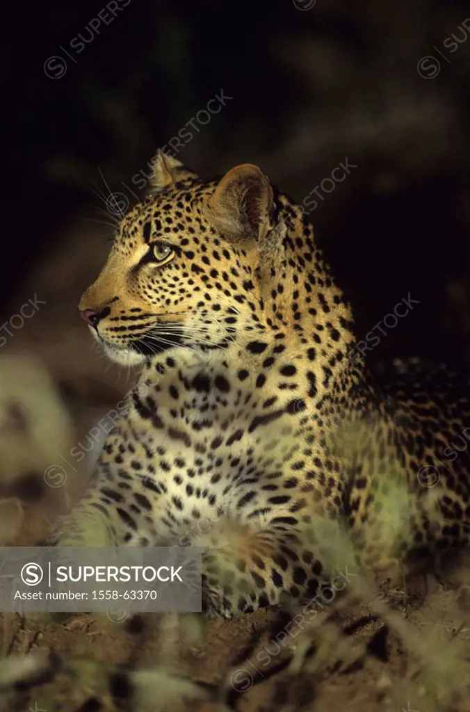 South Africa, Krüger-Nationalpark, thicket,  Leopard, Panthera pardus, gaze on the side,  Portrait Africa, Sabi Sabi, Krüger Nationalpark park, nation...