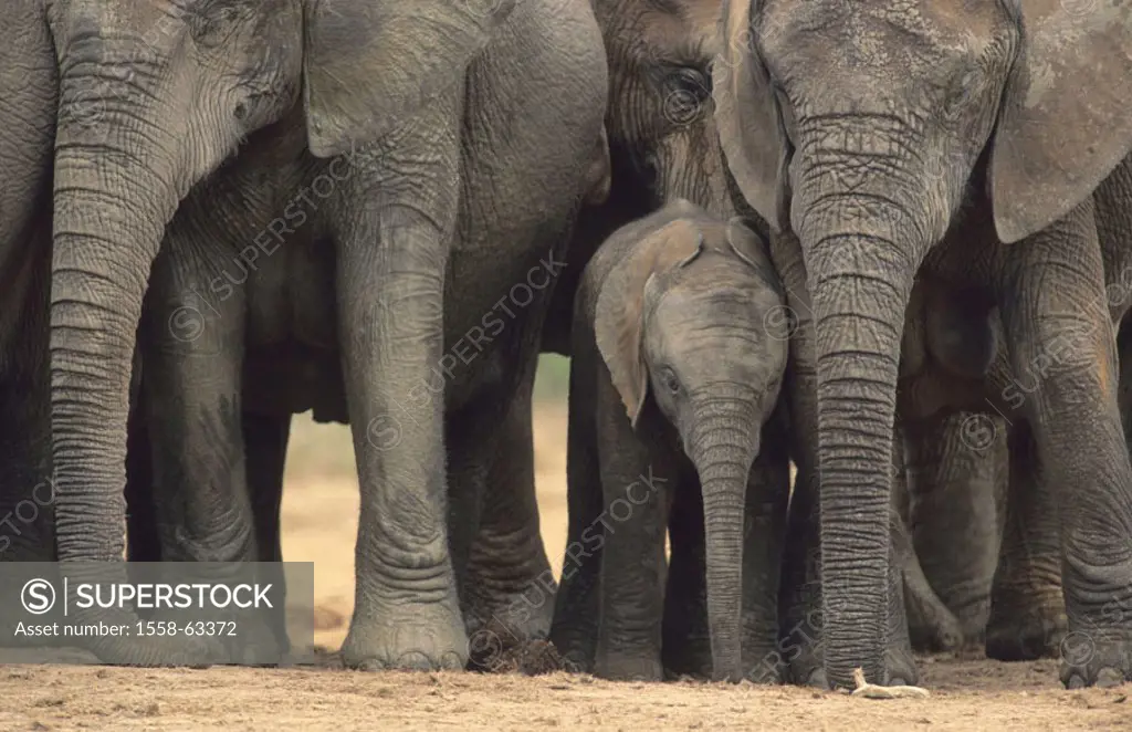 South Africa, Addo National park,   African elephants, Loxodonta,  africana, herd, detail, protection, young, Africa, national park, nature conservati...