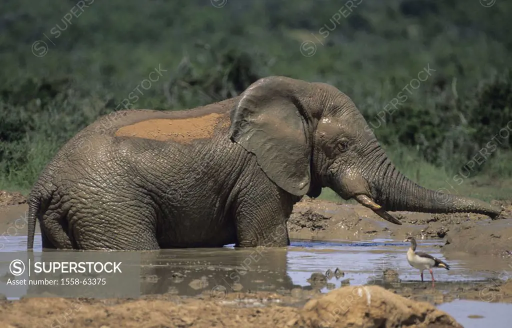 South Africa, Addo National park,  African elephant, Loxodonta,  africana, water hole, swims  Africa, national park, nature, wildlife, wilderness, Wil...