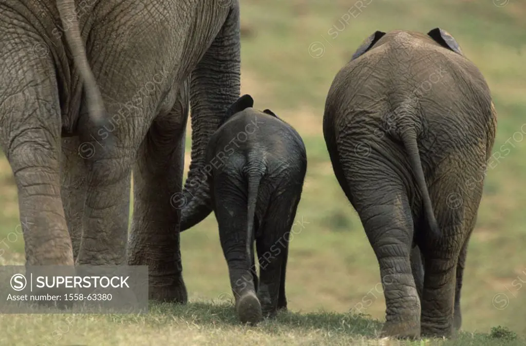 South Africa, Addo National park,  African elephants, Loxodonta,  africana, view from behind, truncated Africa, national park, nature, wildlife, wilde...