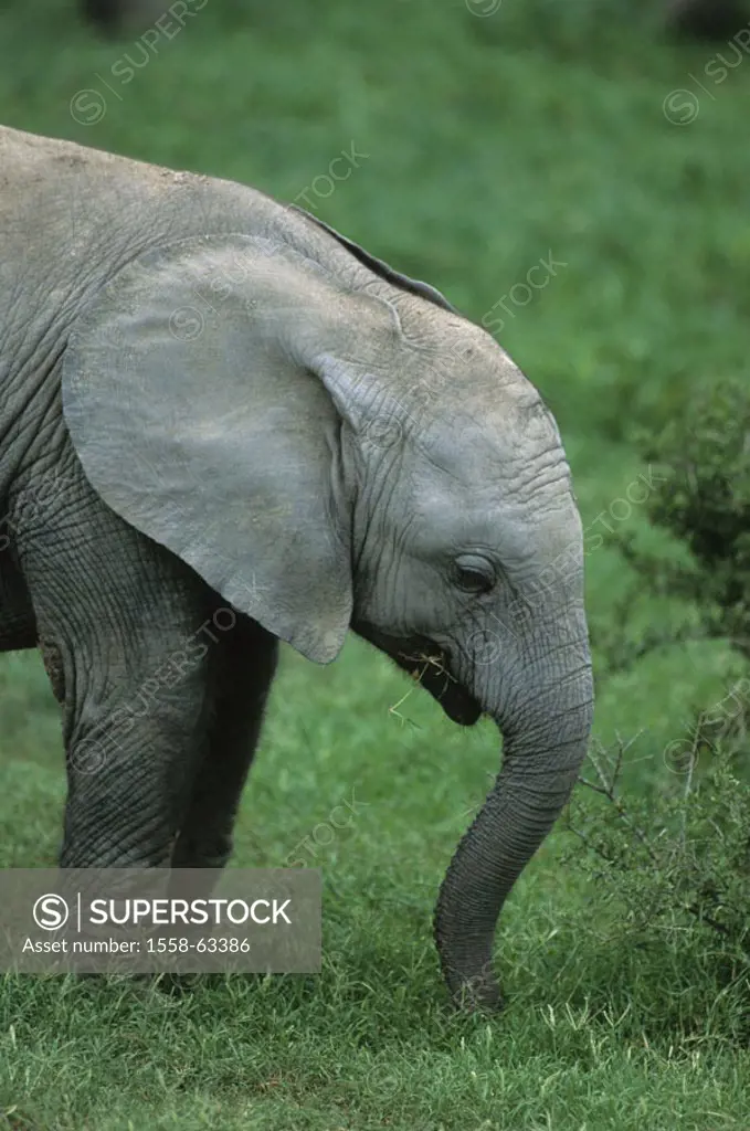 South Africa, Addo National park,  African elephant, Loxodonta,  africana, young Africa, national park, nature, wildlife, wilderness, Wildlife, wild a...