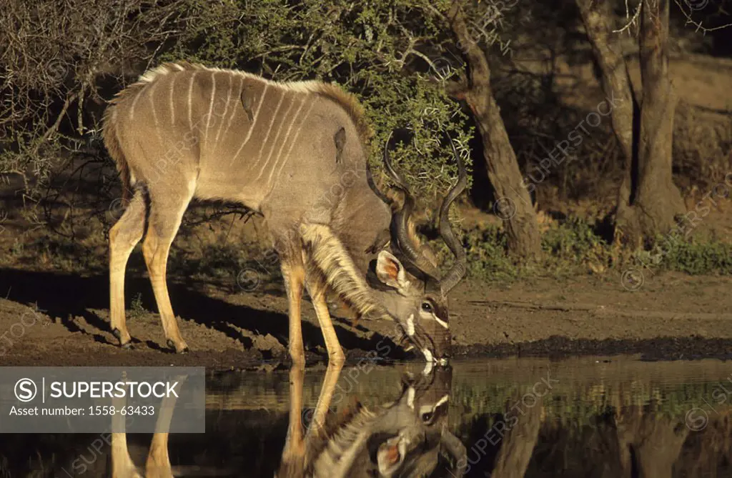 South Africa, Krüger Nationalpark park,  Big kudu, Tragelaphus strepsiceros,  Water, drinks, maggot hackers Africa, Krüger-Nationalpark, national park...