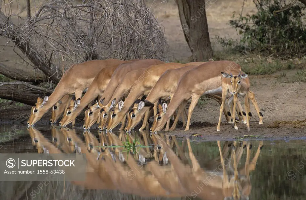 South Africa, Krüger Nationalpark park,  Impalas, Aepyceros melampus,  Water place, drinks Africa, Krüger-Nationalpark, national park, reservation, wi...