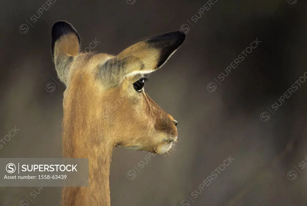 South Africa, Krüger Nationalpark park,  Impala, Aepyceros melampus,  Portrait, view from behind, Africa, Krüger-Nationalpark, national park, reservat...