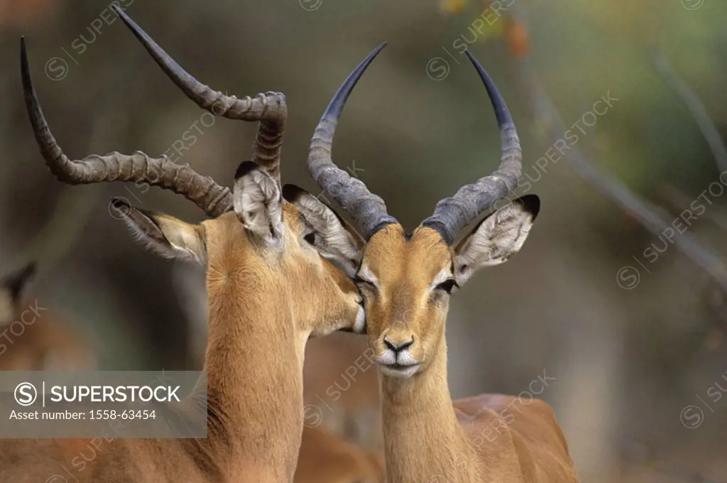 South Africa, Krüger Nationalpark park,  Impalas, Aepyceros melampus,  Touch, heads, Africa, Krüger-Nationalpark, national park, reservation, wild pro...