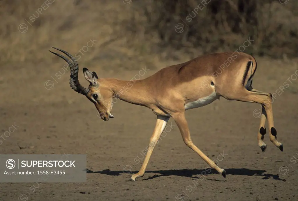 South Africa, Krüger Nationalpark park,  Impala, Aepyceros melampus,  jumps, on the side Africa, Krüger-Nationalpark, national park, reservation, wild...