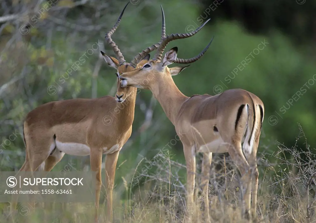 South Africa, Krüger Nationalpark park,  Impalas, Aepyceros melampus,  Touch, heads, Africa, Krüger-Nationalpark, national park, reservation, wild pro...