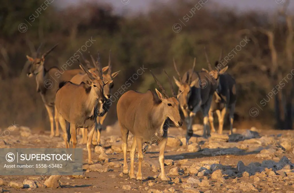 Namibia, Etosha National park,  Elenantilopen, Taurotragus oryx,  Herd Africa, national park, reservation, wild protectorate, nature, wildlife, wilder...