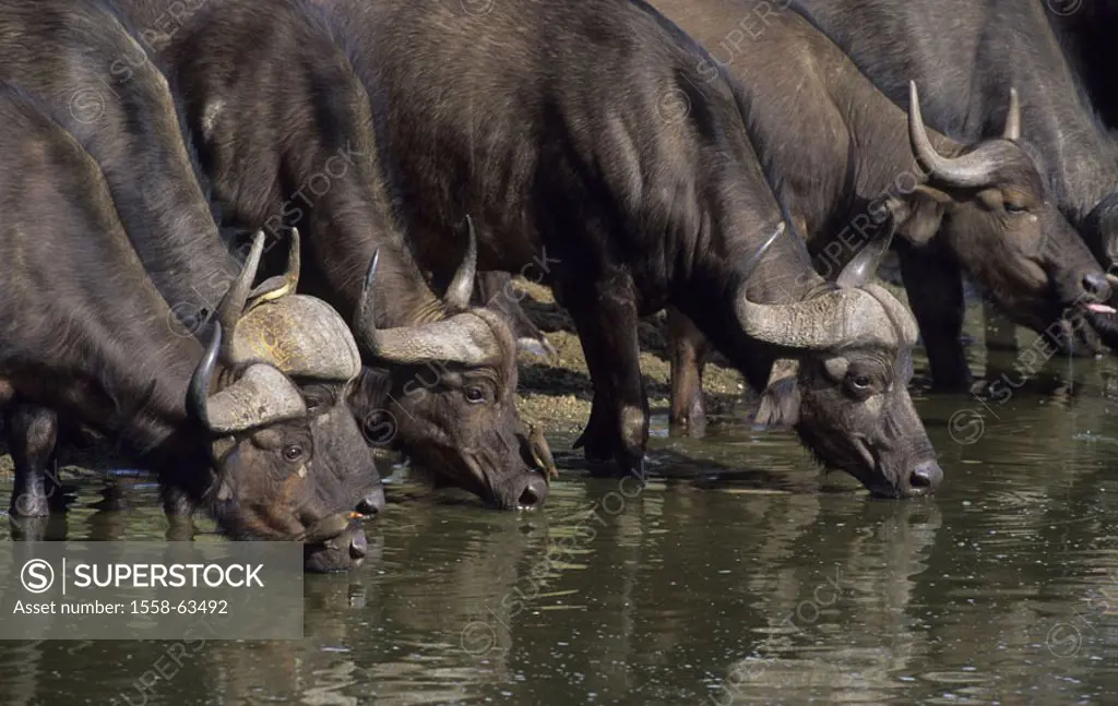 South Africa, Krüger-Nationalpark,  Cafir buffalos, Syncerus caffer,  Water hole, drinks Africa, Krüger Nationalpark park, national park, reservation,...