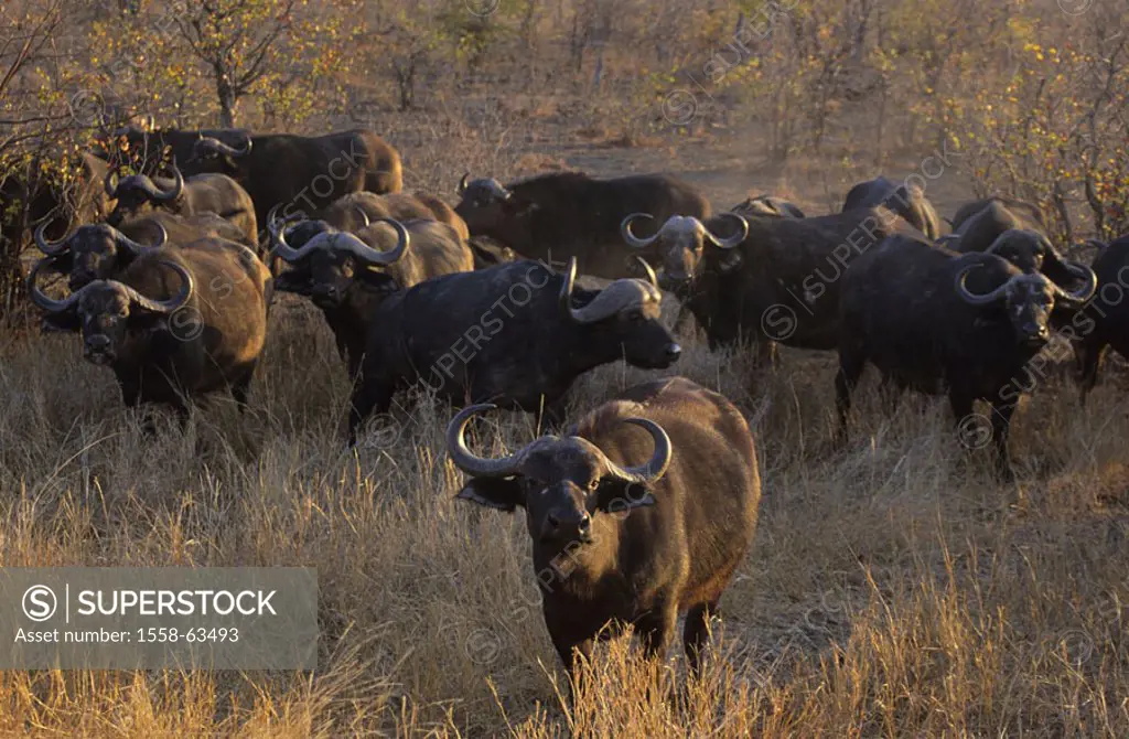 South Africa, Krüger-Nationalpark,  Steppe, cafir buffalos, Syncerus caffer,  Herd Africa, Krüger Nationalpark park, national park, reservation, wild ...