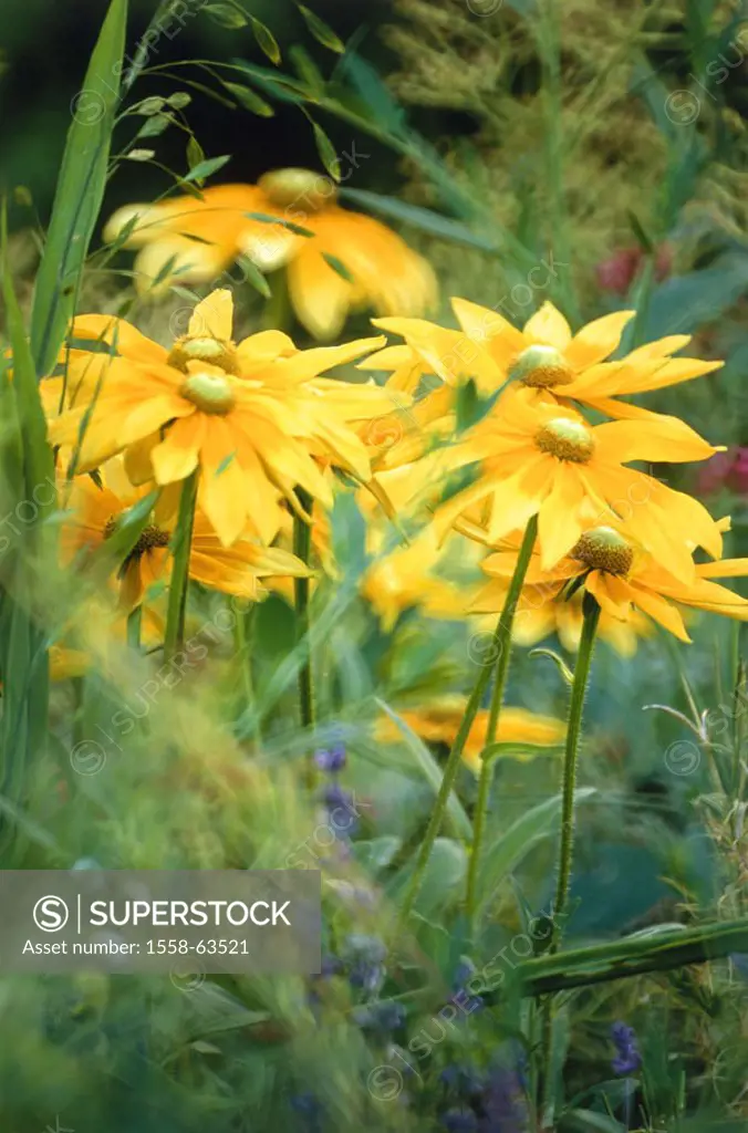 Flowers, yellow sunhat, Rudbeckia  fulgida, detail  Garden, plants, flowers, composites, Rudbeckie, Rudbeckia, composites, blooms, blooms, bloom heads...