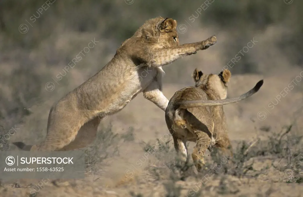 South Africa, Kgalagadi Transfrontier park,  Grassland, lions, Panthera Leo,  Young, playing Africa, Kalahari, national park, national park reservatio...