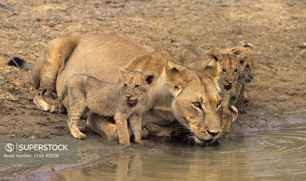 South Africa, Kgalagadi Transfrontier park,  Lions, Panthera Leo, dam, young, Water hole, drinks Africa, Kalahari, national park, national park reserv...