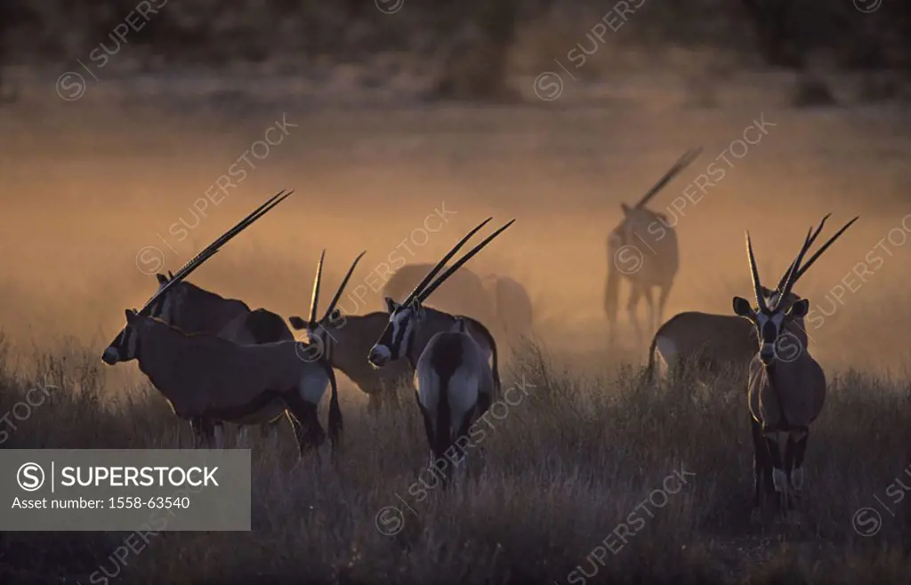 South Africa, Kgalagadi Transfrontier park,  Grassland, Oryxantilopen, Oryx gazella,  Herd, twilight, Africa, Kalahari, national park, national park, ...