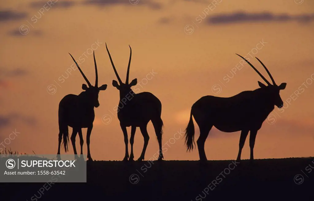 South Africa, Kgalagadi Transfrontier park,  Sunset, silhouette, Oryxantilopen, Oryx,  gazella Africa, Kalahari, national park, national park, reserva...