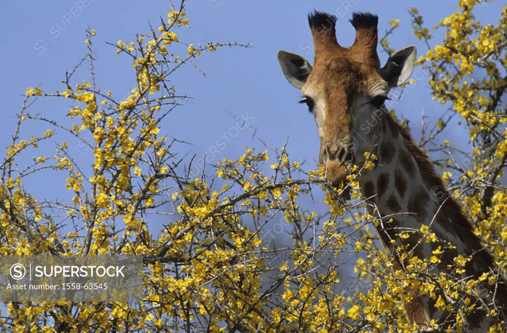 South Africa, Krüger-Nationalpark,  Pomegranate tree, giraffe, Giraffa  camelopardalis, eat, portrait Africa, Krüger National park, national park, res...
