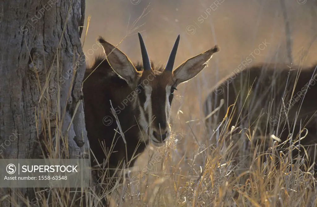 South Africa, Krüger-Nationalpark,  Log, Rappenantilope,  Hippotragus Niger Africa, Krüger Nationalpark park, national park, reservation, wild protect...