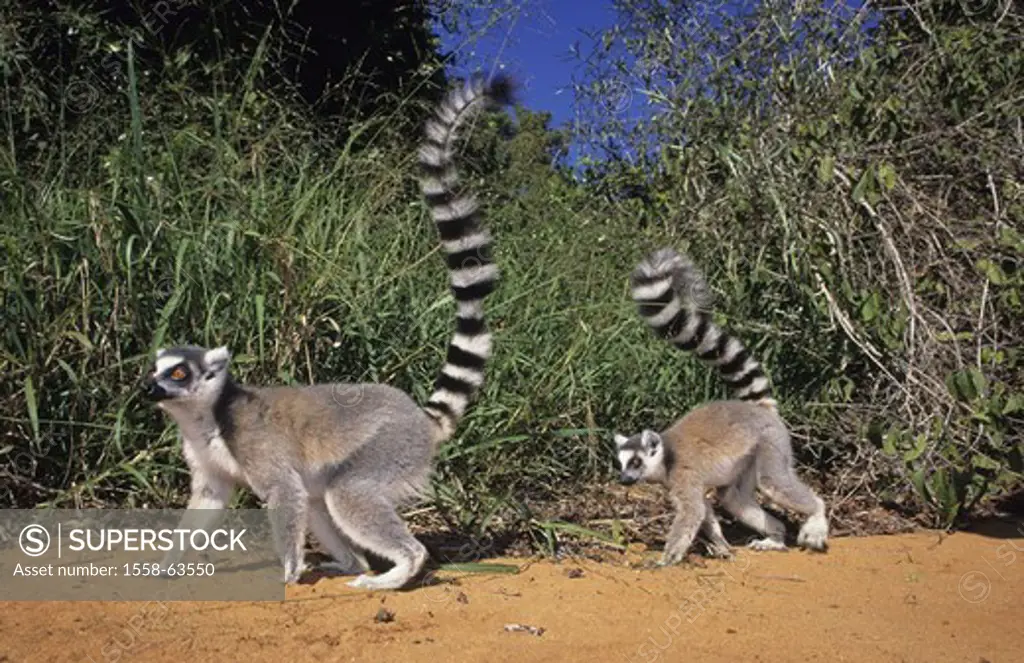Madagascar, Berenty, Kattas, Lemur,  catta, running, on the side  Roved grasses, thicket, sand, nature, wildlife, grass, animals, wild animals, mammal...