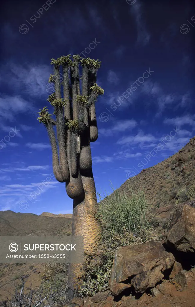 Southwest Africa, Namaqualand, Richtersveld National park, plant, ´Halbmensch being´, Pachypodium namaquanum Africa, South Africa, mountain desert, ro...