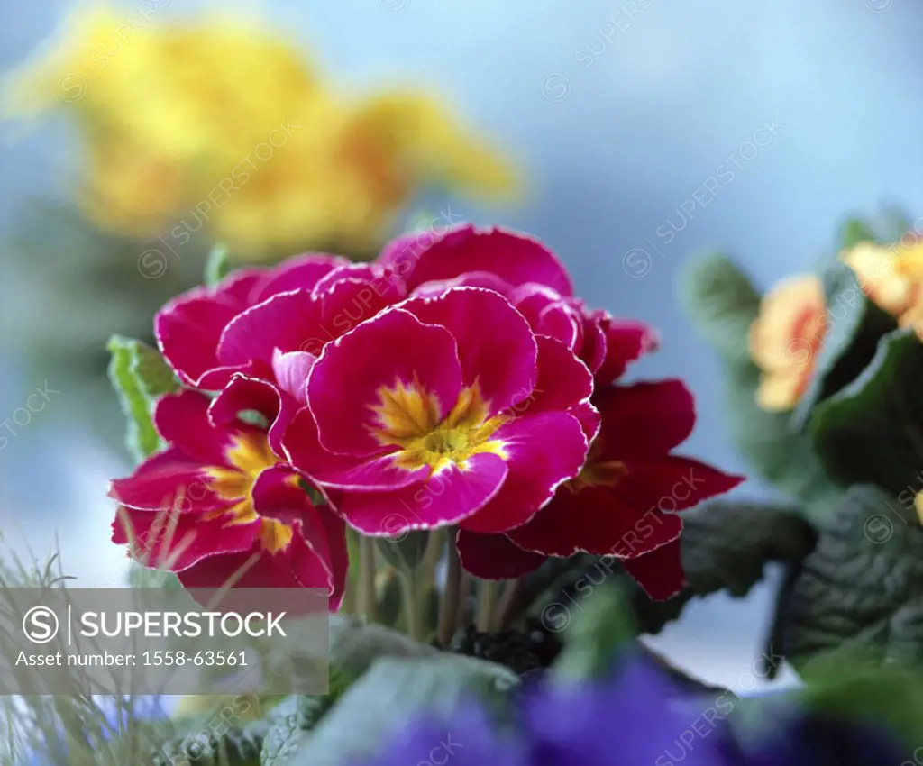 Potted plants, primroses, Primula spec.,  Blooms, pussy,  Plants, ornamental plants, is in store Primula, primrose plants, of Primulaceae, hybrids, pi...