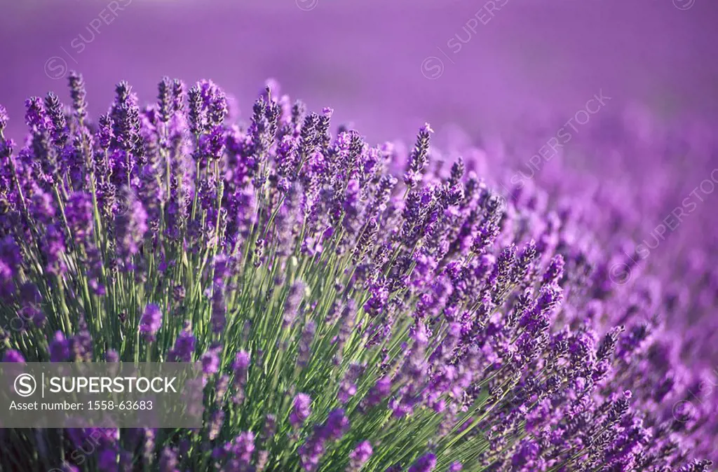 Lavender field, Lavandula spec.,  Detail  Field, field, cultivation, lavenders, plants, flowers,,  blooms, blooms, purple, prime, lavender flowers, La...