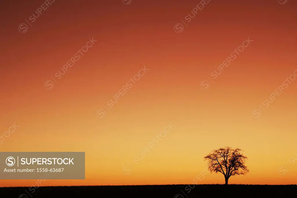 Meadow, tree, bald, silhouette, sunset   Landscape, rural, uncultivated, nature, plant, deciduous tree, branches, treetop, leafless, autumnal, season,...