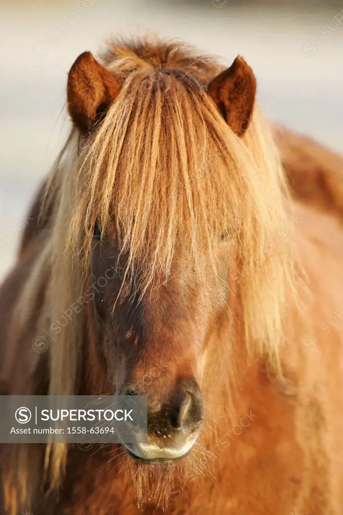 Iceland horse, portrait,    Animals, animal, mammals, mammal, Un, horses, horse, Reitpferde, Reitpferd, horse race, race horses,  Race horse, Iceland ...