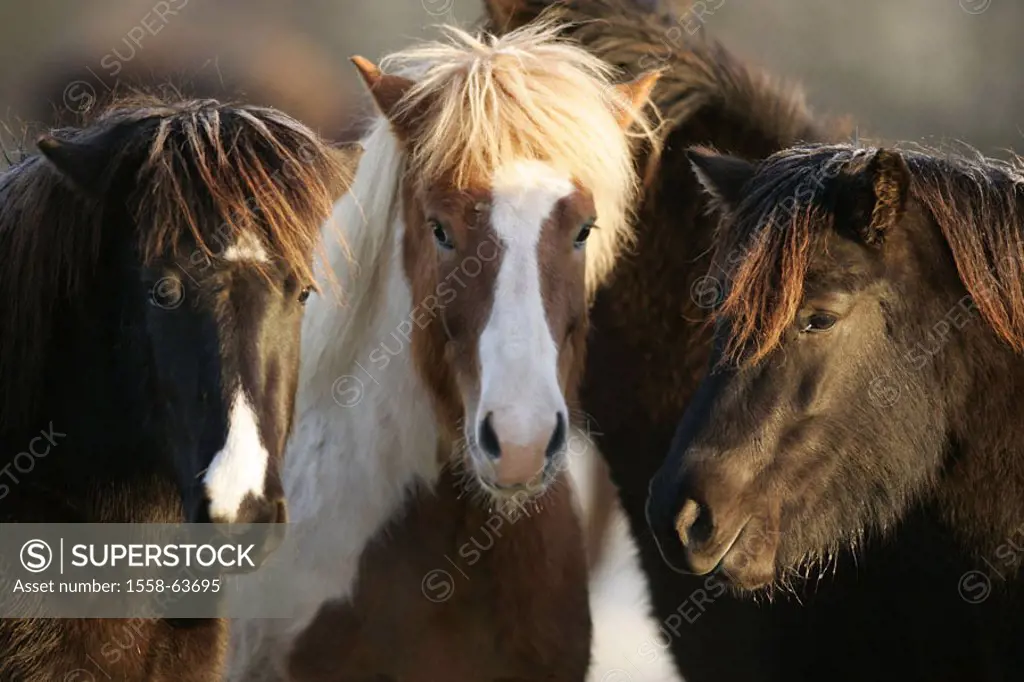 Iceland horses, group, portrait    Animals, mammals, Un, horses, Reitpferde, horse race, race horses, Iceland horses, Icelander, Iceland ponies, horse...