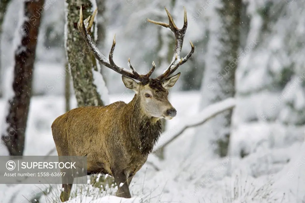 Forest, red deer, Cervus elaphus, snow,   Nature, wildlife, Wildlife, habitat, forest animal, forest animals, wild animal, wild animals, animal, anima...