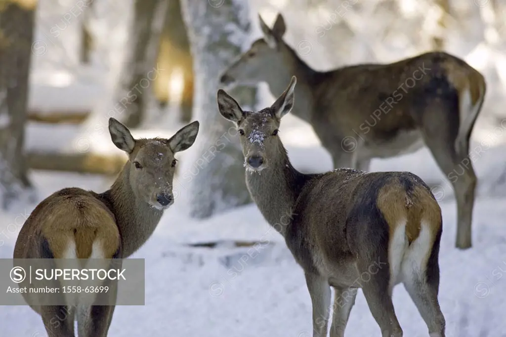 Forest, red deer, hinds, Cervus,  elaphus, snow  Nature, wildlife, Wildlife, habitat, forest animals, wild animals, animals, mammals, , stags, Cervida...