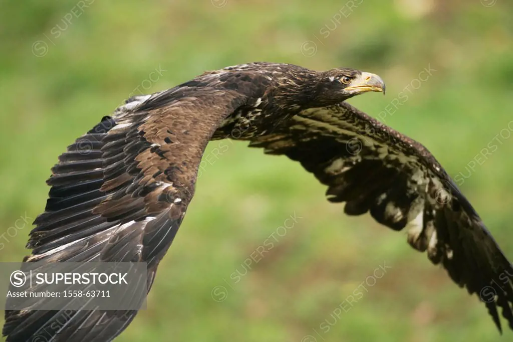 Eurasian marine eagle, Haliaeetus albicilla,  Flight, on the side, truncated  Series, nature, wildlife, Wildlife, wilderness, animals, animal, birds, ...