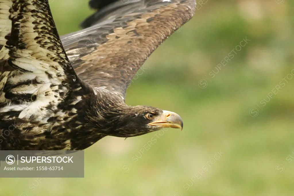 Eurasian marine eagle, Haliaeetus albicilla,  Flight, truncated on the side, portrait,  Series, nature, wildlife, Wildlife, wilderness, animals, anima...